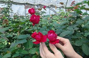 Rose farm