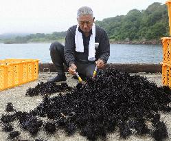 Fisherman processes sea urchins