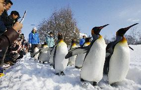 Season's penguin marching begins at zoo