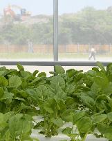 Vegetable plant built on tsunami-hit school site