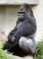 Good-looking gorilla attracts crowds at Higashiyama Zoo in Japan