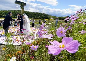 Hokkaido welcomes best season of cosmos