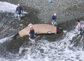 Whale beached on coast in Kanagawa Pref., confirmed dead later