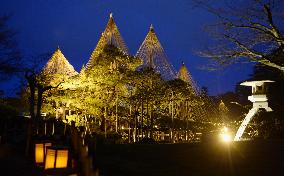 Pine trees illuminated in Kanazawa's famed Kenroku-en Garden