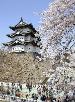 Cherry blossoms in full bloom at Hirosaki Castle