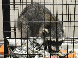 Raccoon caught in Tokyo's Akihabara district