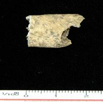 Japan's 'oldest' human bone found on Ishigaki Island