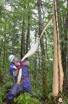 Bark for traditional Ainu textile collected in Hokkaido