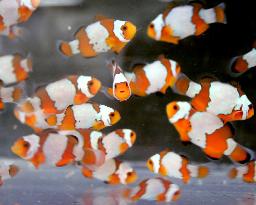 Japanese students succeed in mass breading of clownfish