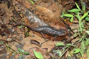 Amphibian discovery illuminates Myanmar's "hidden biodiversity"
