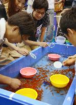 Goldfish scooping competition in Nara Pref.