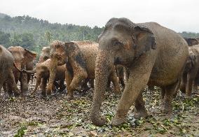 Orphaned elephants protected in Sri Lanka