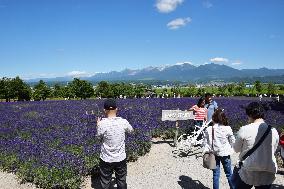 Tourists take pictures of lavender flowers at Hokkaido farm