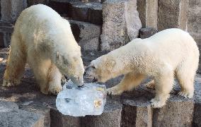 Tokyo's Ueno zoo treats animals to icicles in summer heat