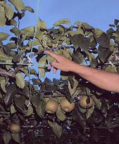 Pears stolen in Ibaraki Pref.