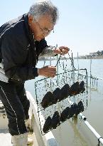 Mother shellfish of Biwa freshwater pearls shown