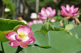 Revived ancient lotus in full bloom in park east of Tokyo