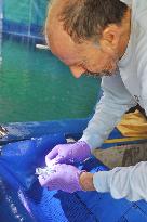 Researcher attaches tag to baby yellowfin tuna in Panama