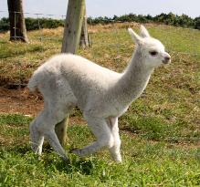 Baby alpaca in Japanese farm