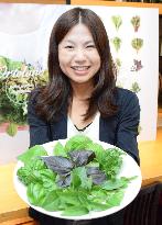 Ryobi Holdings simultaneously grows 8 varieties of basil