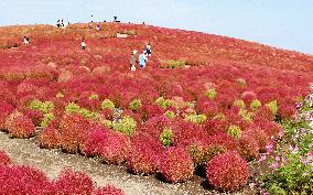 Tourists given 'kochia' red carpet treatment