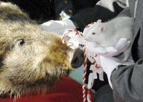 Boar ready to hand over role to mouse