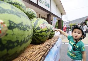 Nyuzen Jumbo Watermelons