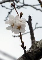 Cherry blossoms bloom in southwestern Japan