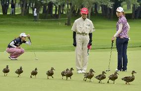 Duck crossing briefly interrupts golf tournament in Japan