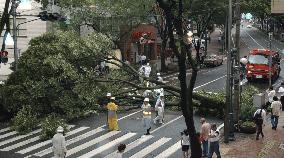 Tree felled in Fukuoka by typhoon's strong winds