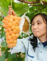 New grapes 'Ponta' to become available around 2021