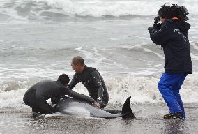 130 dolphins get beached on shore in Ibaraki