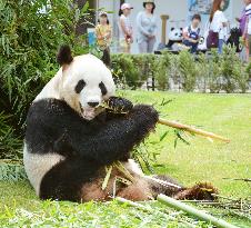 Bamboos presented to giant panda "Meimei" at Adventure World