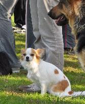 Chihuahua passes police dog exam