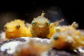 Little stubby fish popular at aquarium in Fukushima
