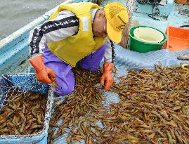 Fisherman sorts out shrimp aboard boat off eastern Hokkaido