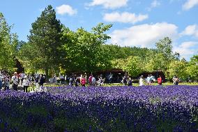 Lavender flowers at Hokkaido farm attract tourists