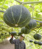 "Flying pumpkins" ripe in northern Japan