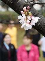 "Cherry blossom front" begins tour north through Japan archipelago