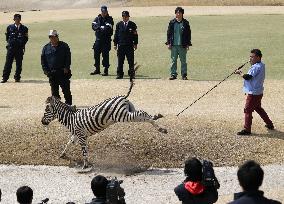 Zebra dies after escaping from equestrian club