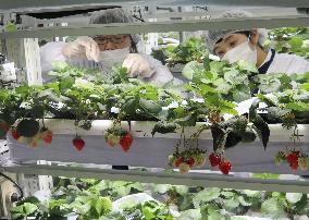 NTT West uses ICT to grow strawberries