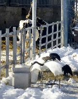 Red-crowned cranes in northern Japan