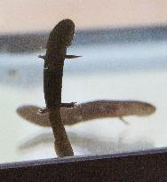 Naturally bred salamanders found on Japan's Shikoku Island