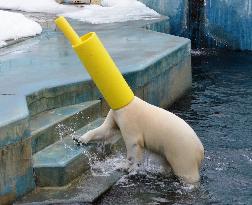 Polar bear puts gas pipe over head at Kushiro zoo in north Japan