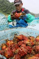 Fisherman gathers cultured sea squirts in northeastern Japan town