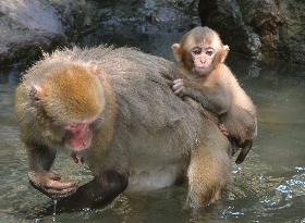 Charlotte the monkey rambunctious as ever at Japanese zoo