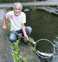 Hiroshima fish farm operator shows rainbow trout touted as local salmon