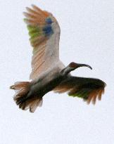 Japanese crested ibis released in Sado Island