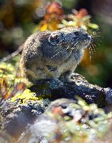 Northern pika appears in Hokkaido