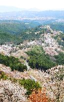 Cherry blossom viewing at Japan's Mt. Yoshino